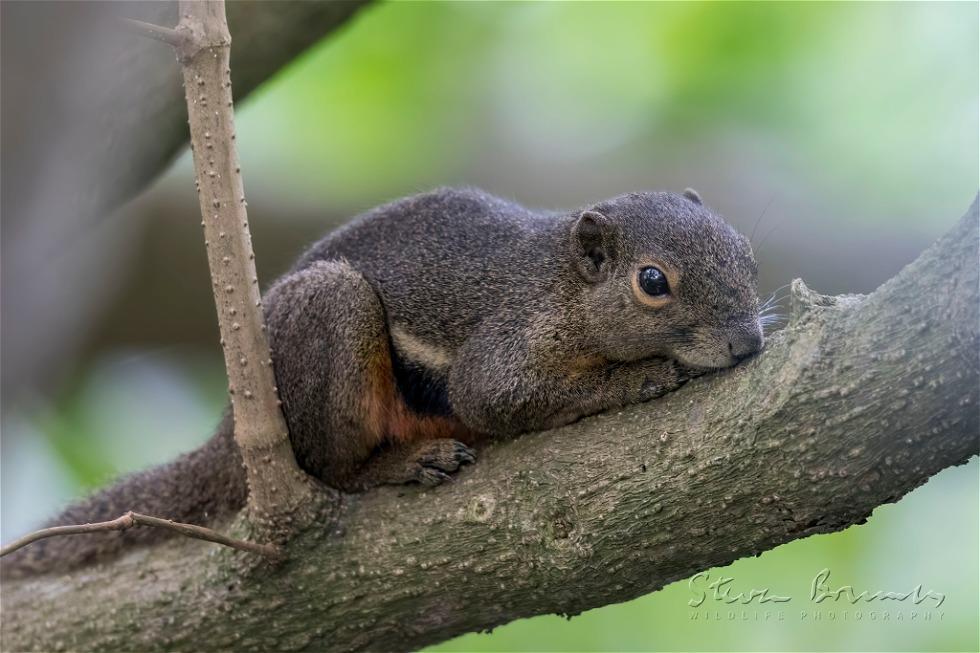 Plantain Squirrel (Callosciurus notatus)
