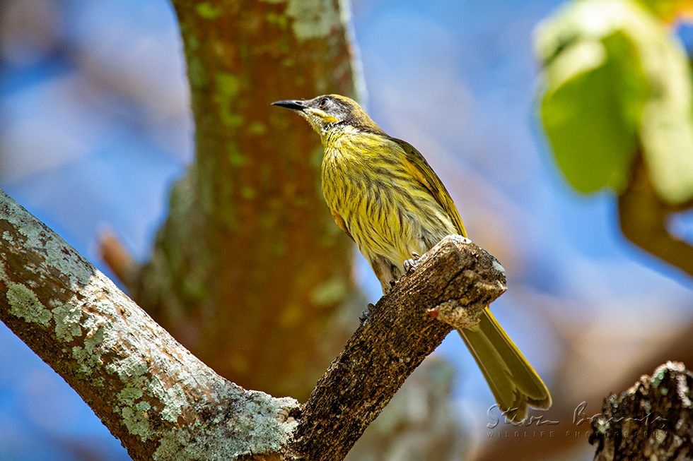 Varied Honeyeater (Gavicalis versicolor)