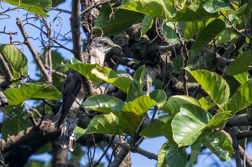 Indian Cuckoo (Cuculus micropterus)