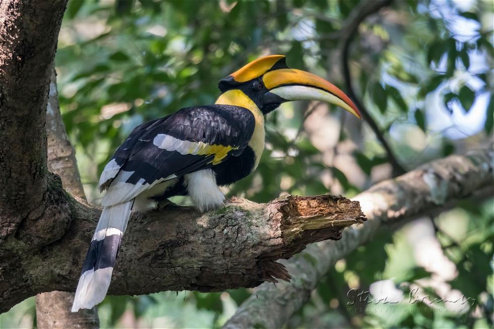 Great Hornbill (Buceros bicornis)