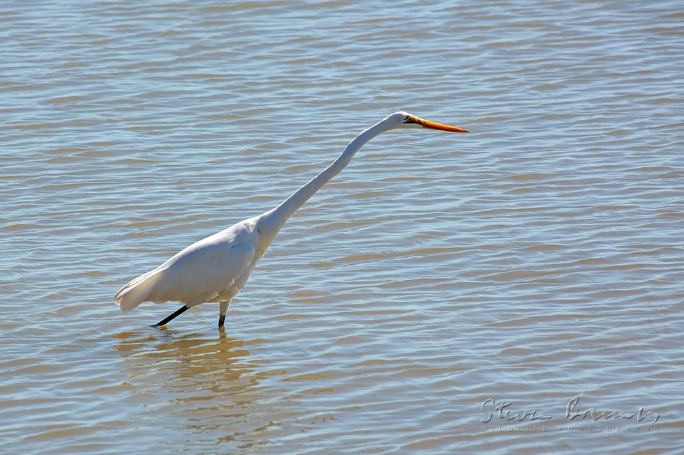 Great Egret (Ardea alba)