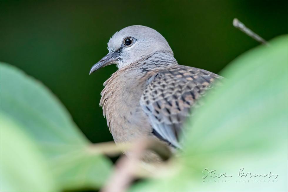 Spotted Dove (Spilopelia chinensis)