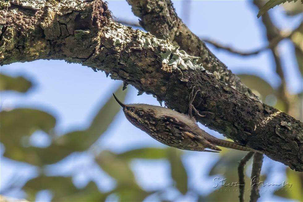 Bar-tailed Treecreeper (Certhia himalayana)