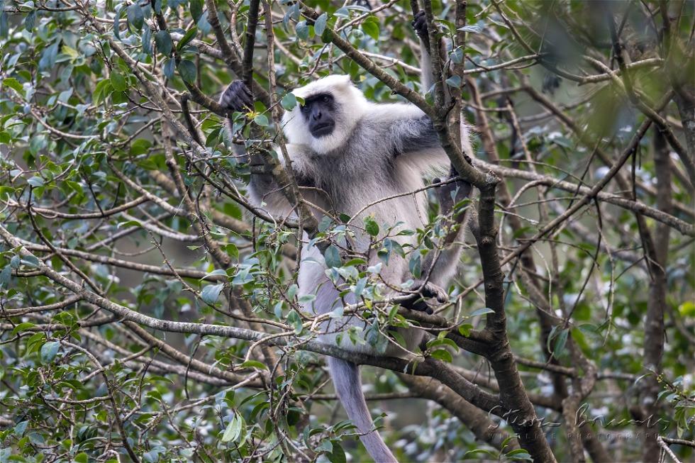 Nepal Gray Langur (Semnopithecus schistaceus)