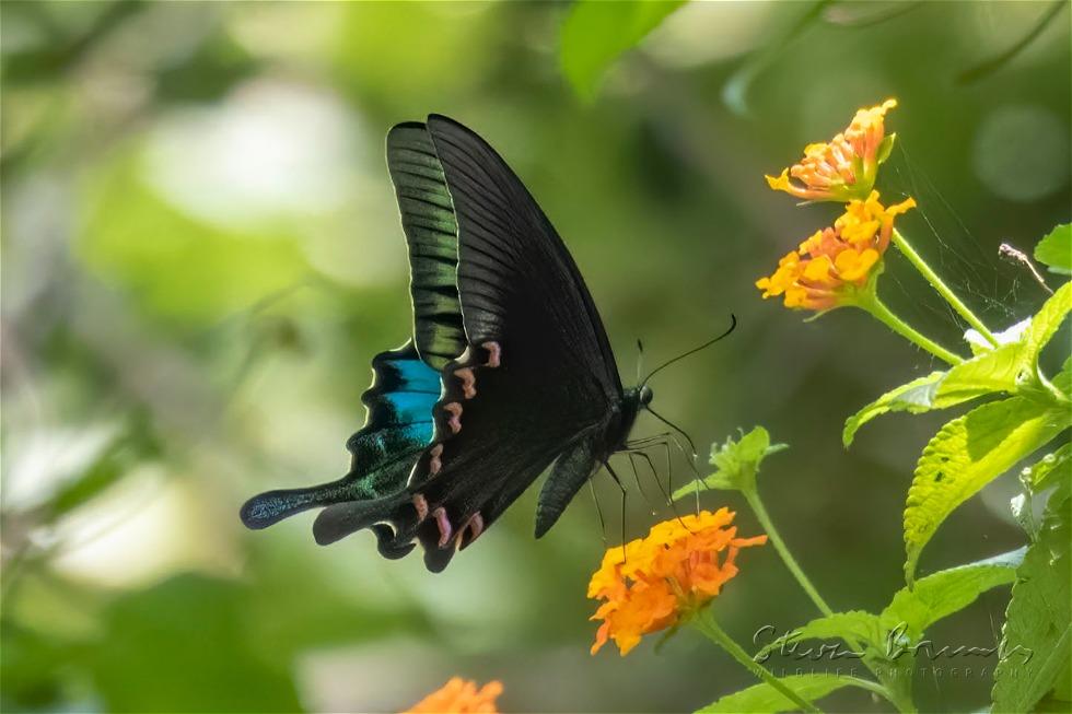 Blue Peacock (Papilio arcturus)