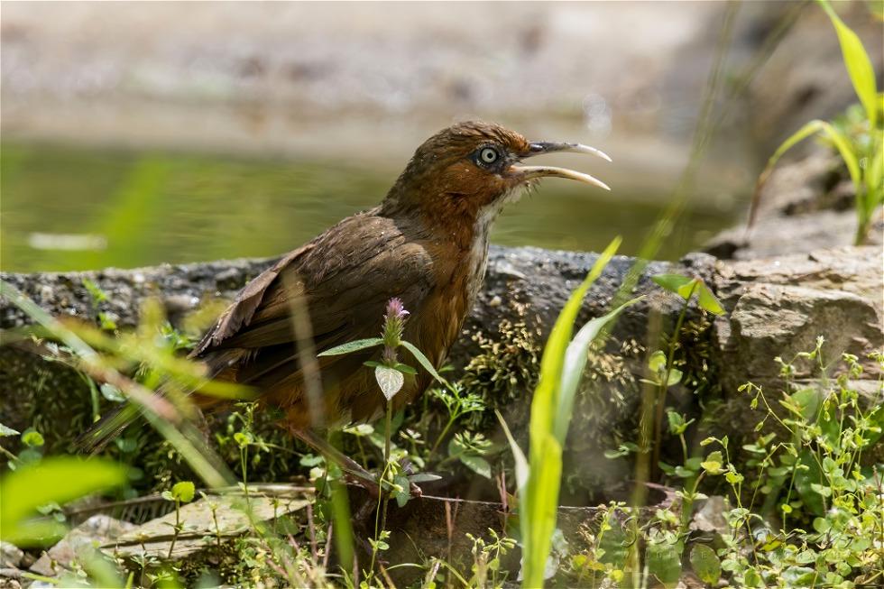 Rusty-cheeked Scimitar Babbler (Pomatorhinus erythrogenys)