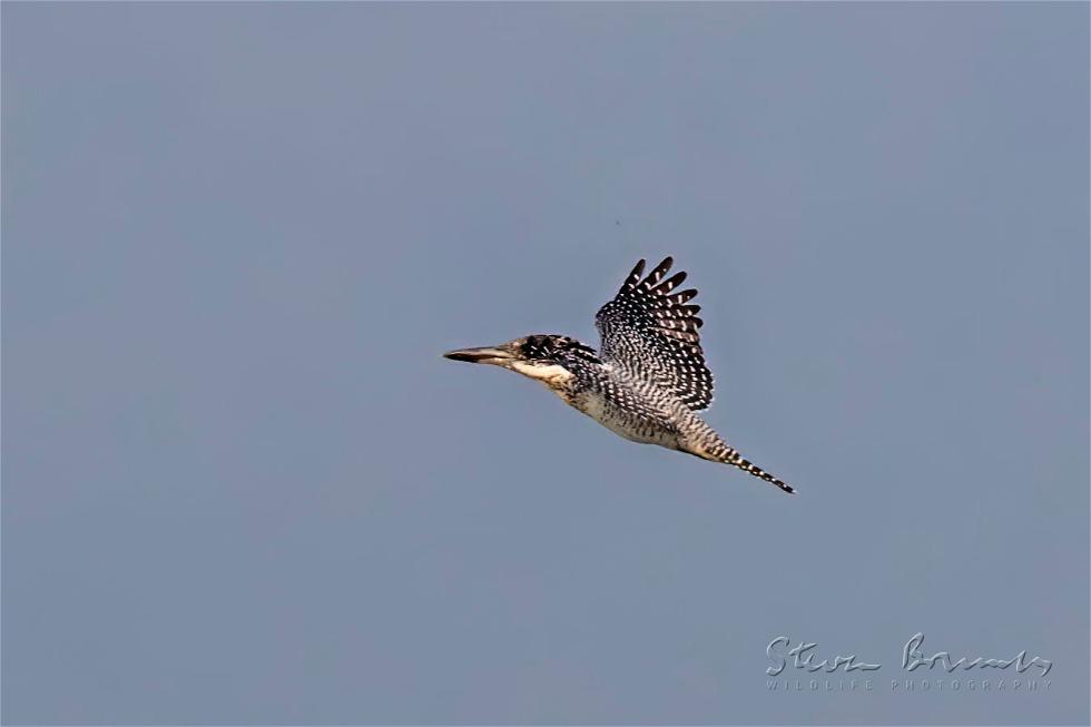 Crested Kingfisher (Megaceryle lugubris)