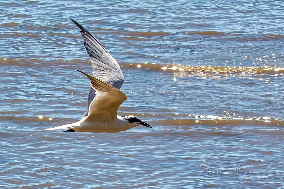 Gull-billed Tern (Gelochelidon nilotica)