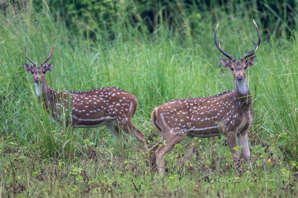 Chital (Axis axis)