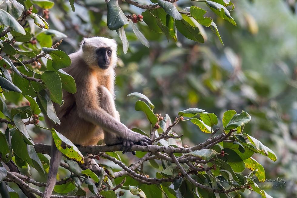 Nepal Gray Langur (Semnopithecus schistaceus)