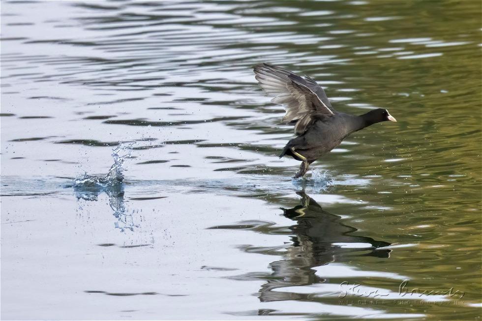 Eurasian Coot (Fulica atra)