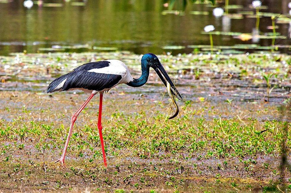 Black-necked Stork (Ephippiorhynchus asiaticus)