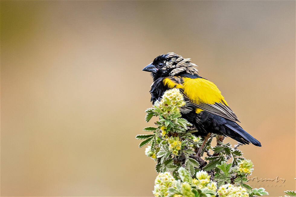 Yellow Bishop (Euplectes capensis)