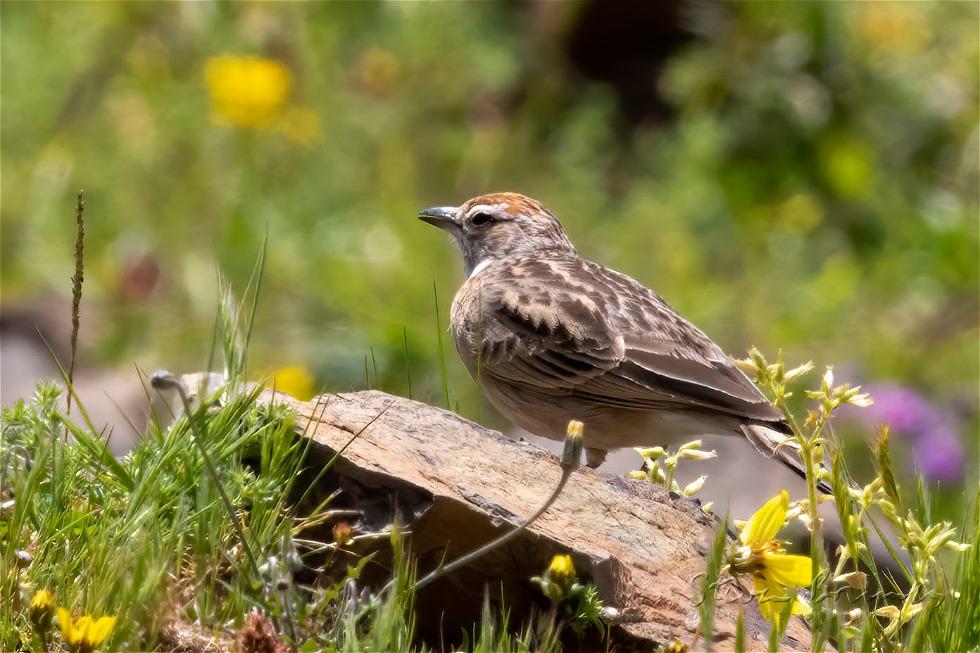 Erlanger's Lark (Calandrella erlangeri)