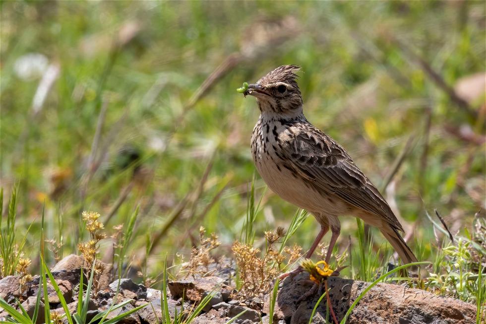 Thekla's Lark (Galerida theklae)