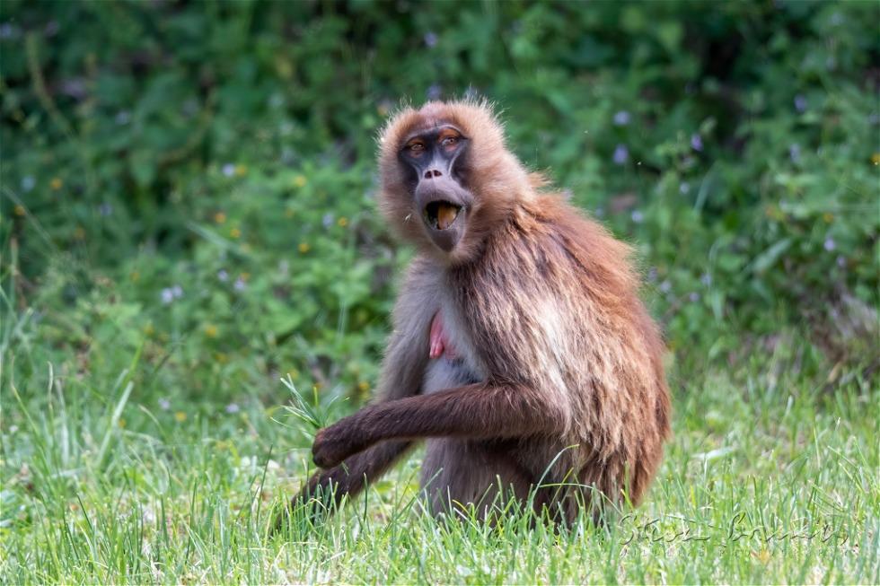 Gelada (Theropithecus gelada)