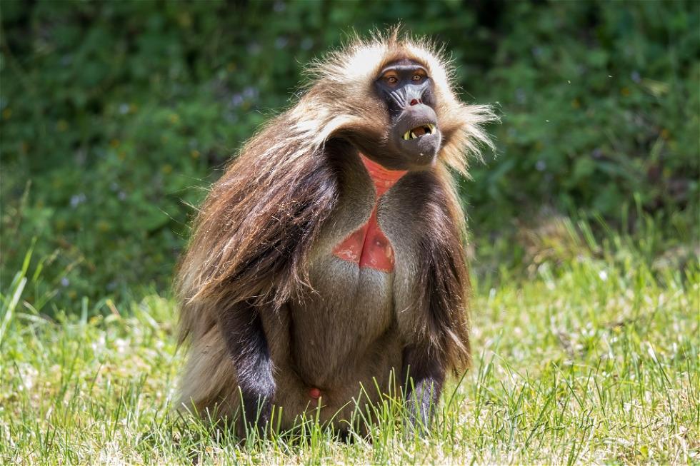 Gelada (Theropithecus gelada)