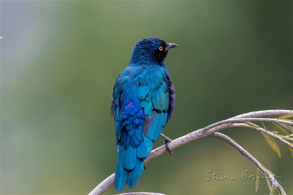 Greater Blue-eared Starling (Lamprotornis chalybaeus)