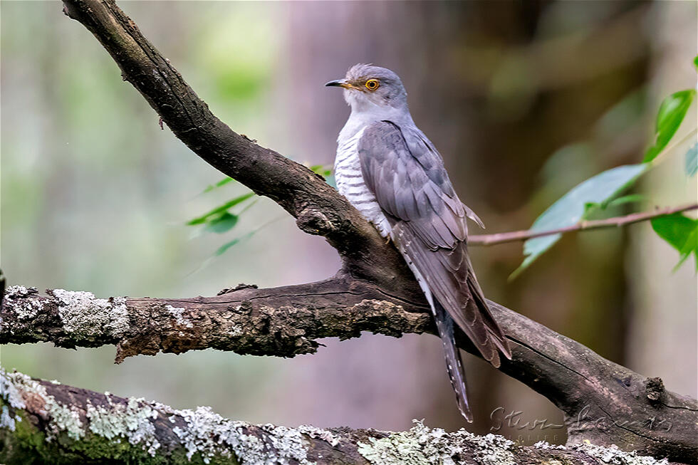 Common Cuckoo (Cuculus canorus)