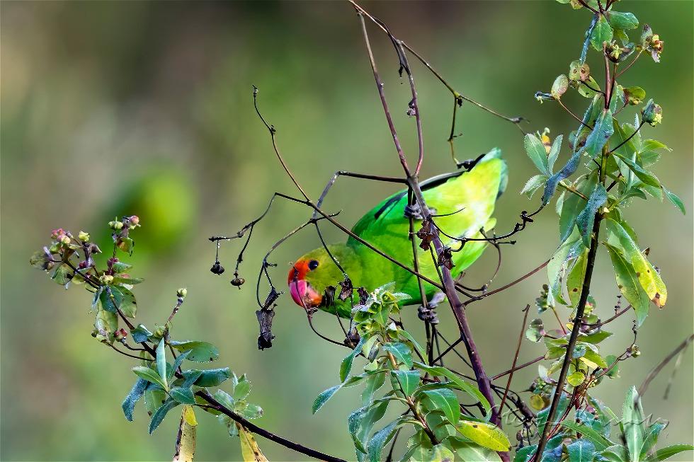 Black-winged Lovebird (Agapornis taranta)