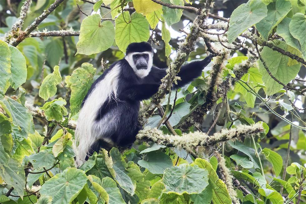 Guereza (Colobus guereza)