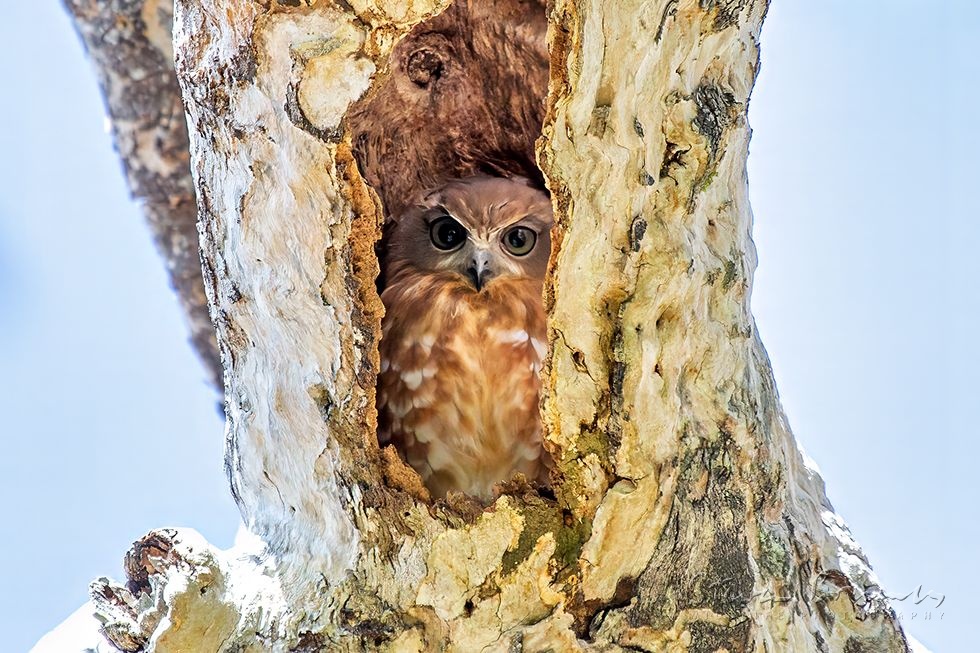 Southern Boobook (Ninox boobook)