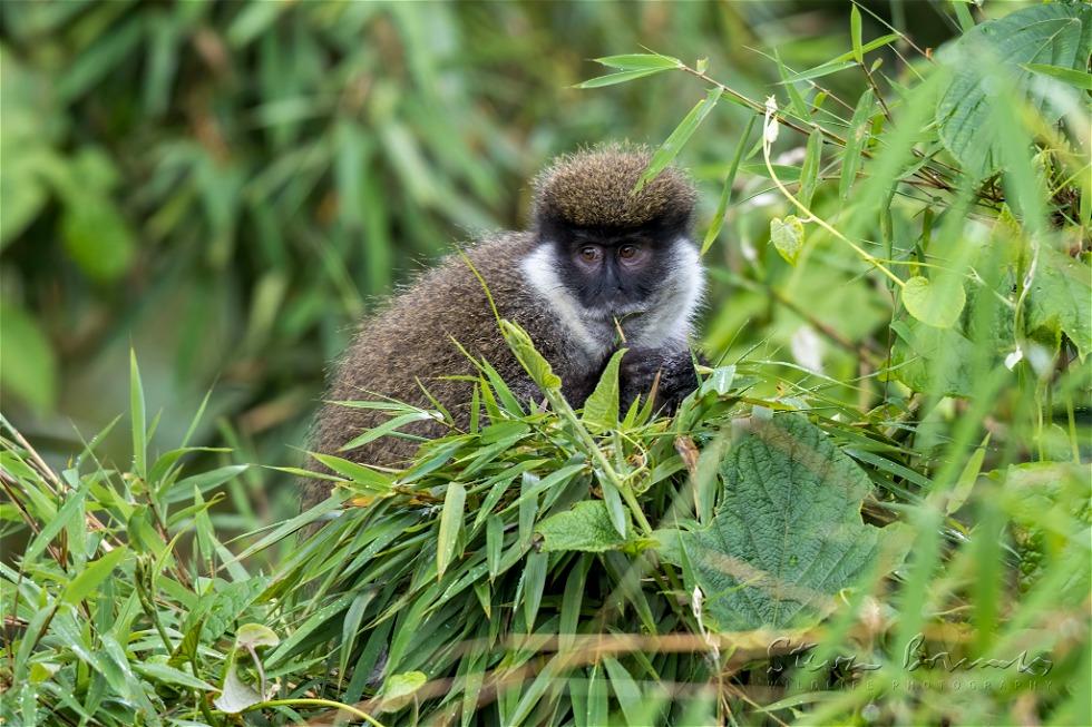 Bale Mountains Vervet (Chlorocebus djamdjamensis)