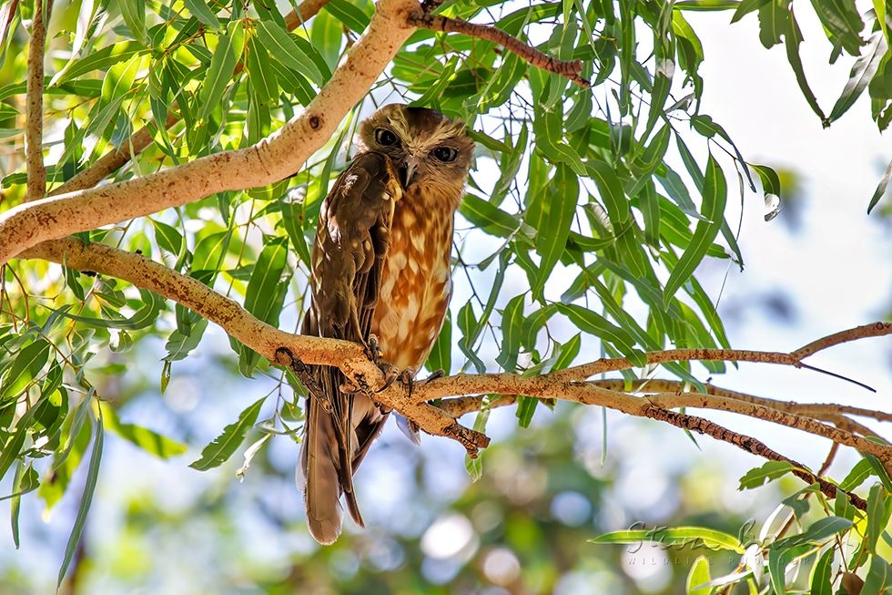 Southern Boobook (Ninox boobook)