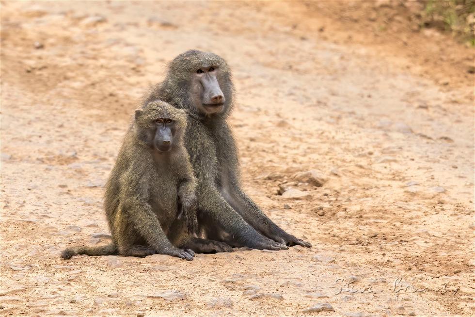 Olive Baboon (Papio anubis)