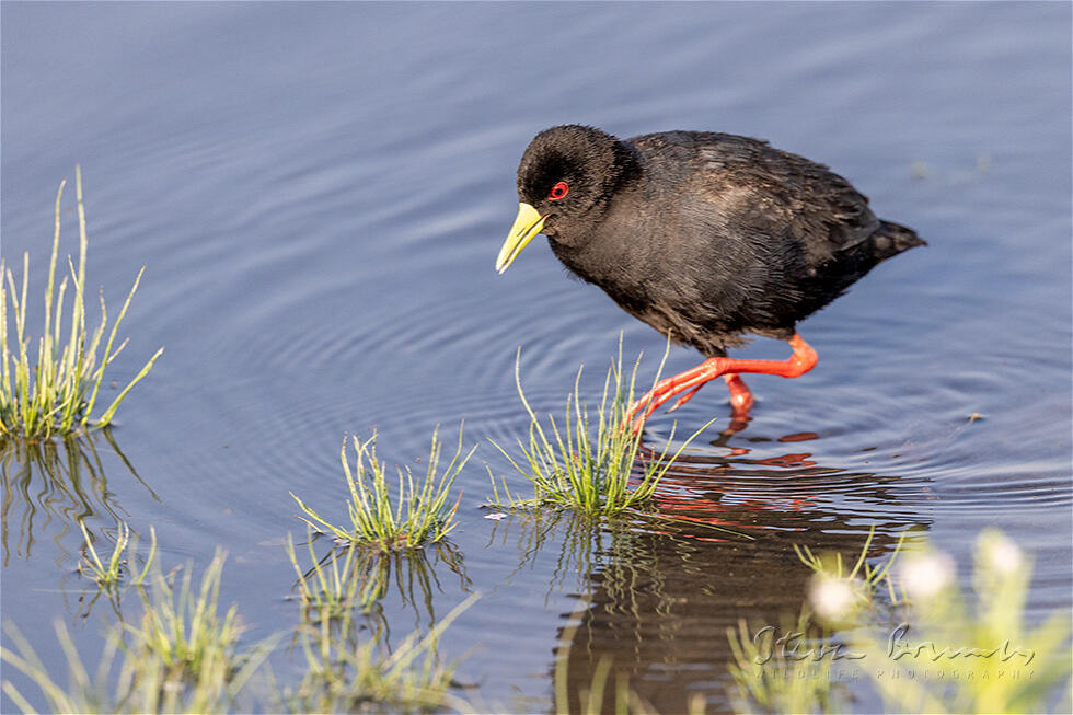 Black Crake (Amaurornis flavirostra)
