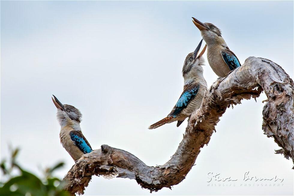Blue-winged Kookaburra (Dacelo leachii)