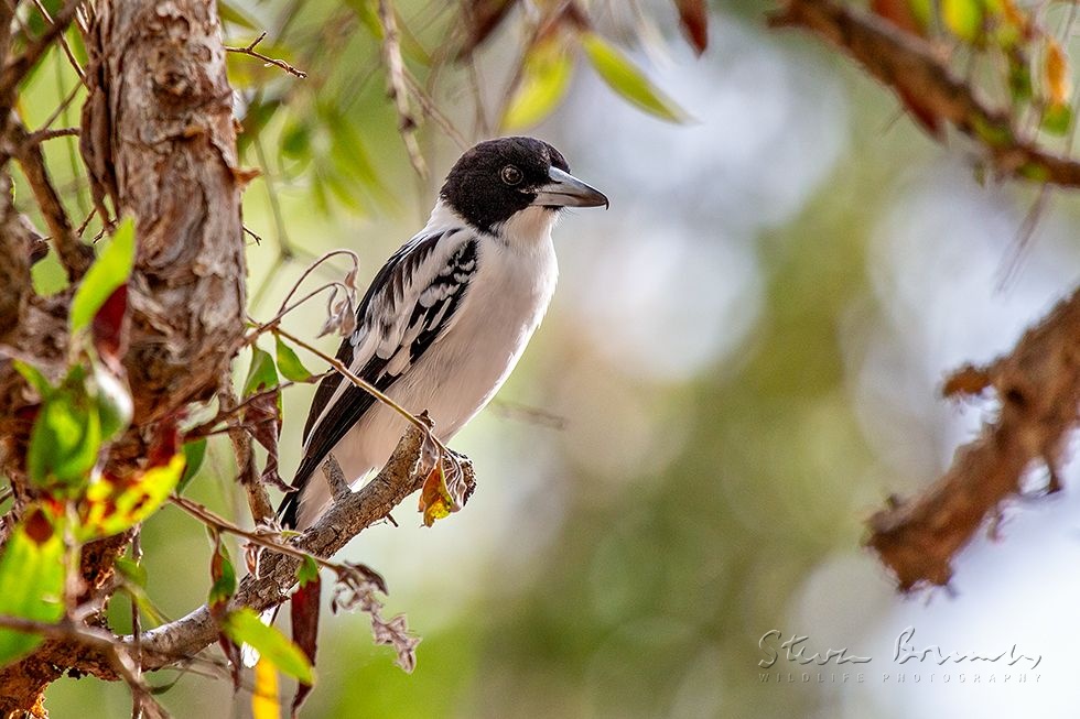 Black-backed Butcherbird (Cracticus mentalis)