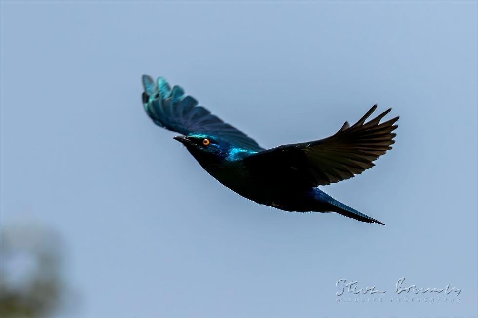 Greater Blue-eared Starling (Lamprotornis chalybaeus)