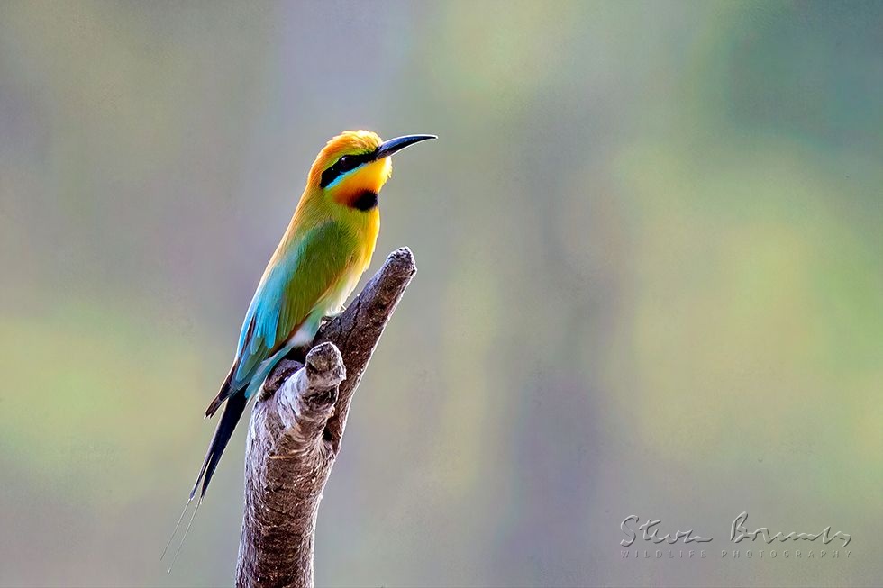 Rainbow Bee-eater (Merops ornatus)
