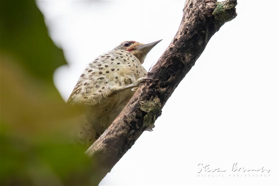 Nubian Woodpecker (Campethera nubica)