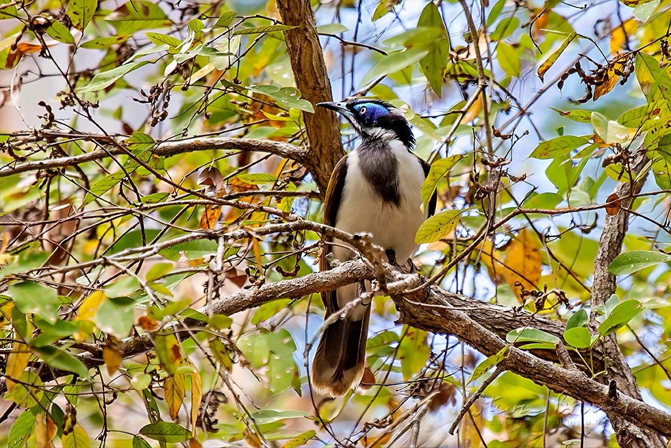 Blue-faced Honeyeater (Entomyzon cyanotis)