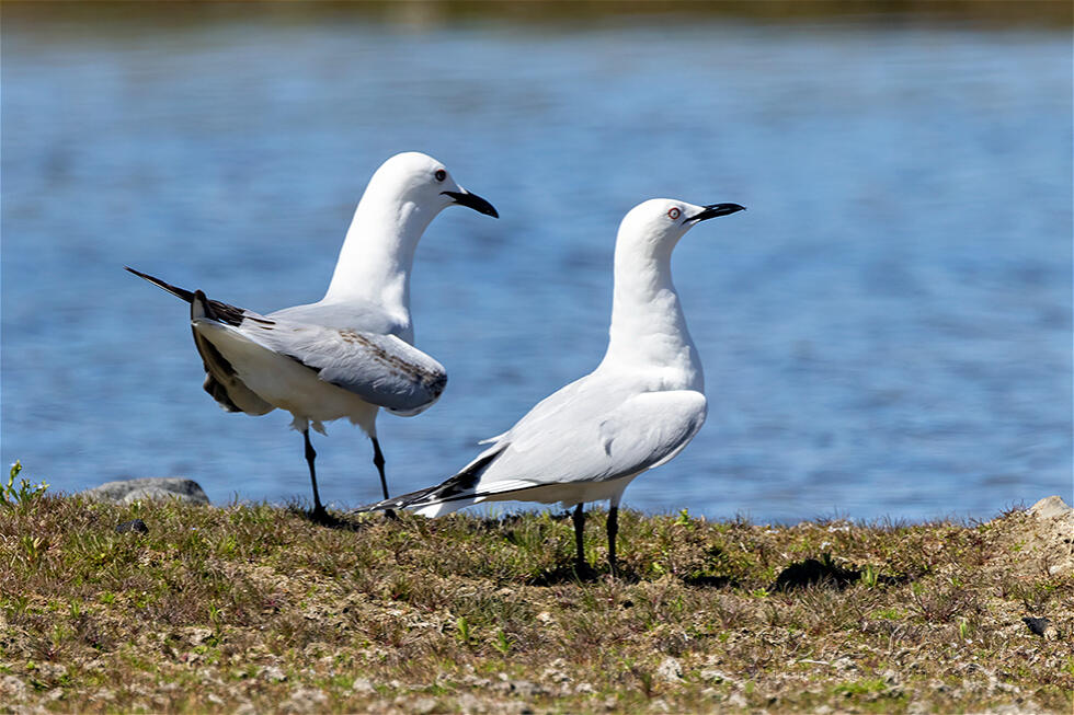 Black-billed Gull (Chroicocephalus bulleri)