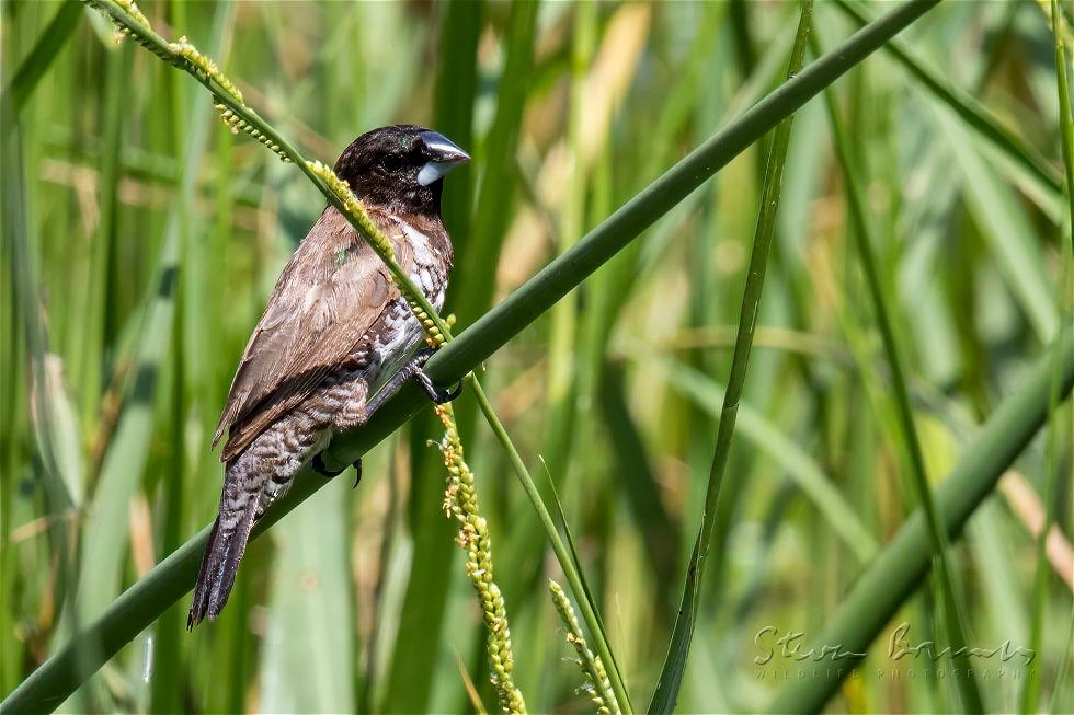 Bronze Mannikin (Lonchura cucullata)