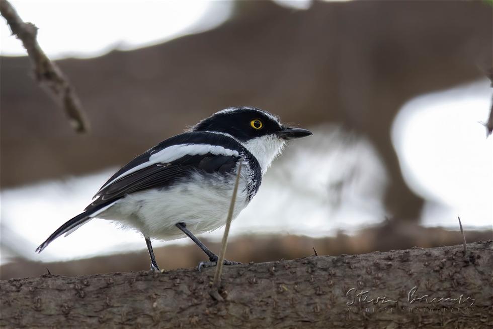Grey-headed Batis (Batis orientalis)