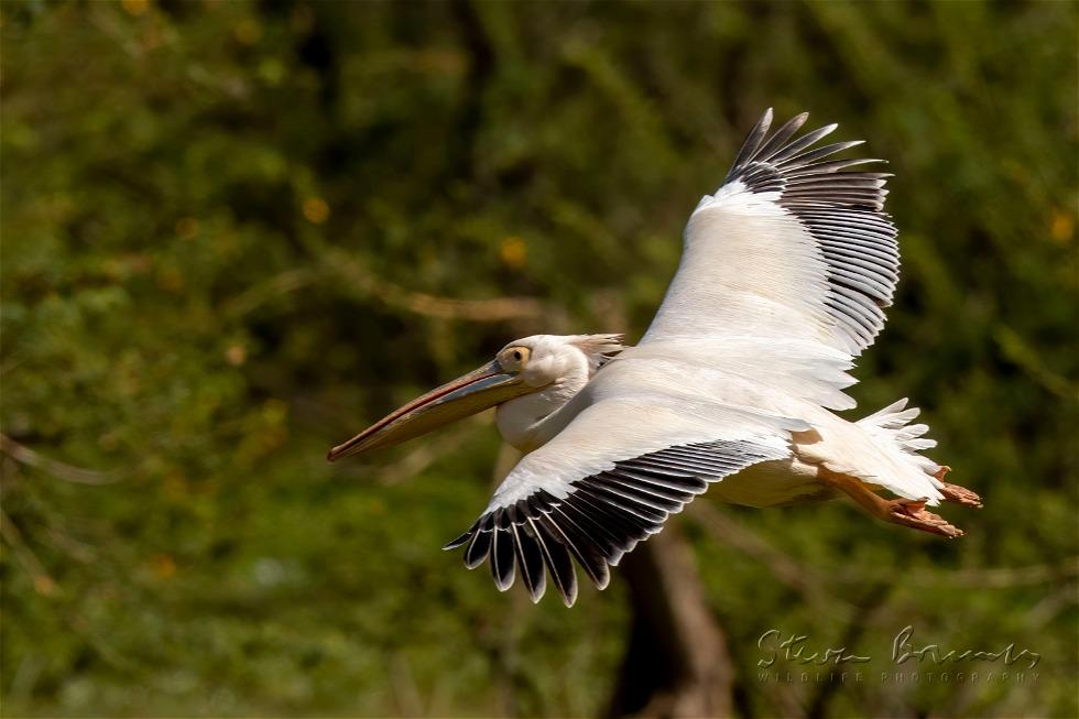 Great White Pelican (Pelecanus onocrotalus)