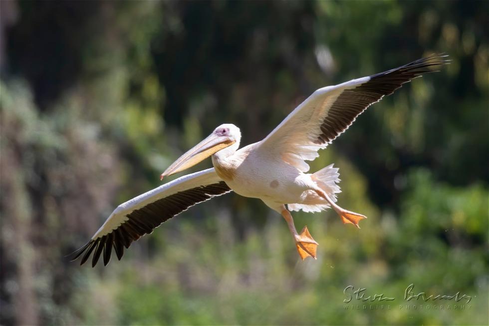 Great White Pelican (Pelecanus onocrotalus)