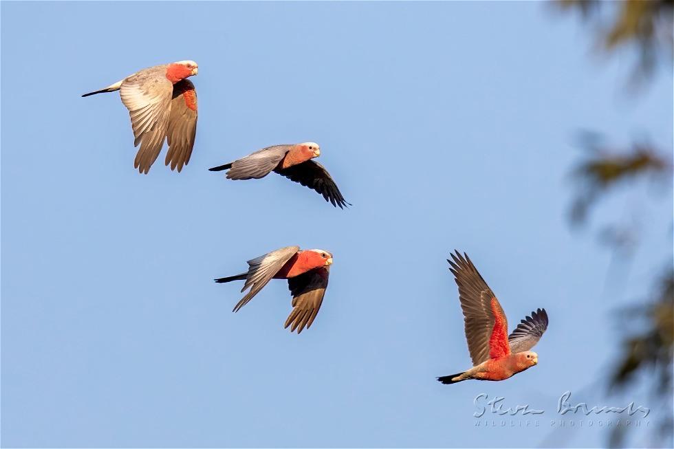 Galah (Eolophus roseicapilla)