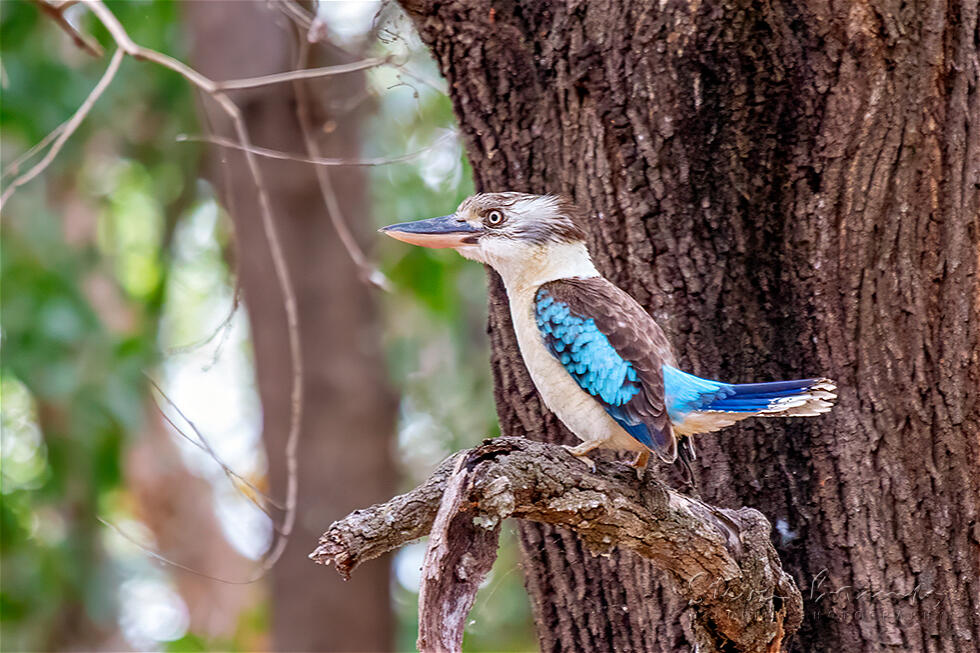 Blue-winged Kookaburra (Dacelo leachii)