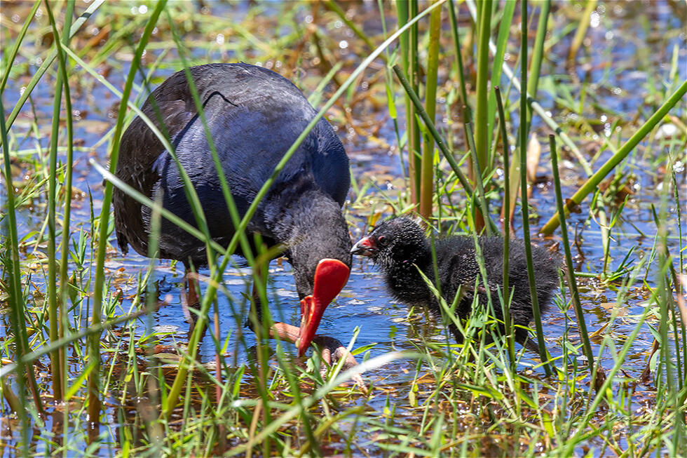 Australasian Swamphen (Porphyrio melanotus)
