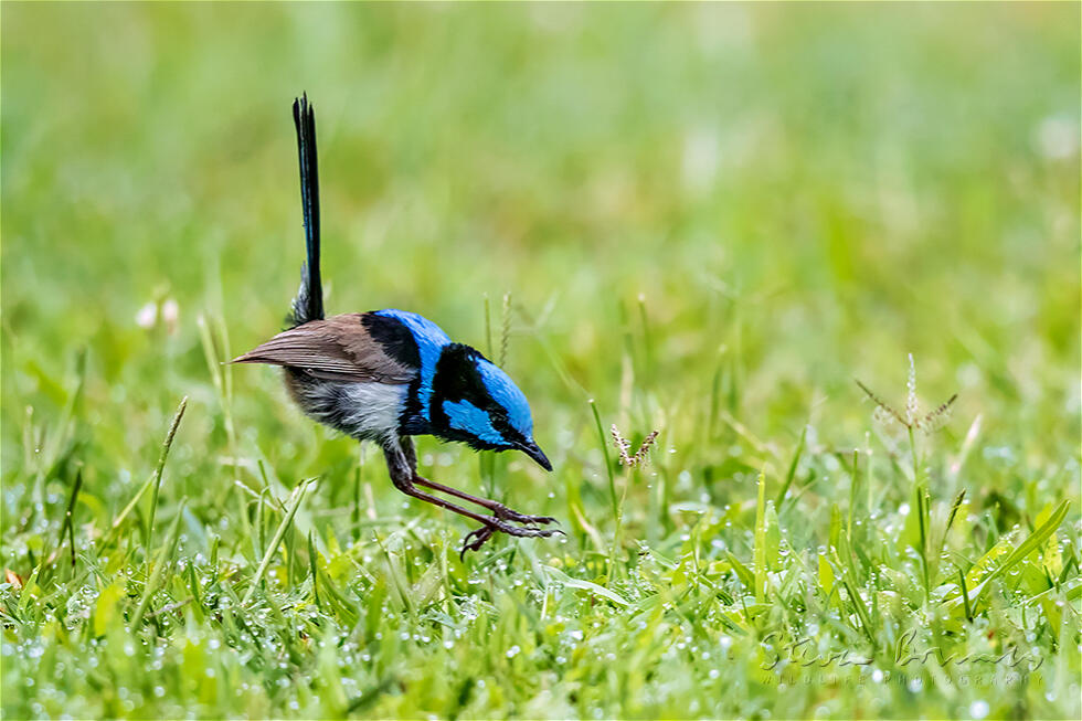 Superb Fairywren (Malurus cyaneus)