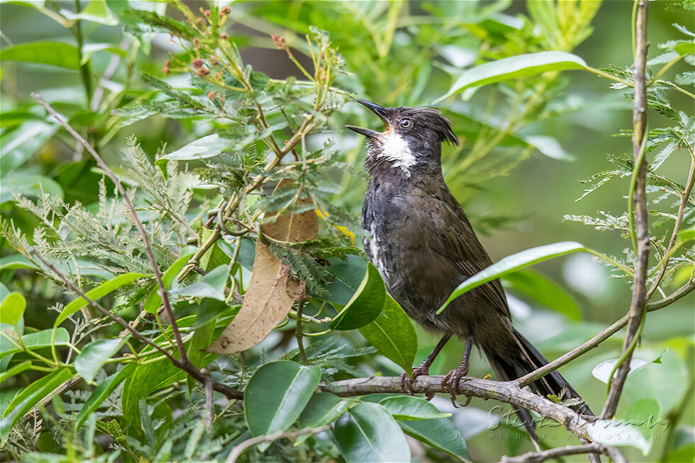 Eastern Whipbird (Psophodes olivaceus)