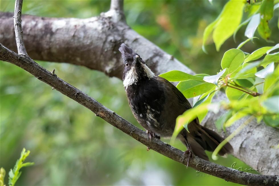 Eastern Whipbird (Psophodes olivaceus)