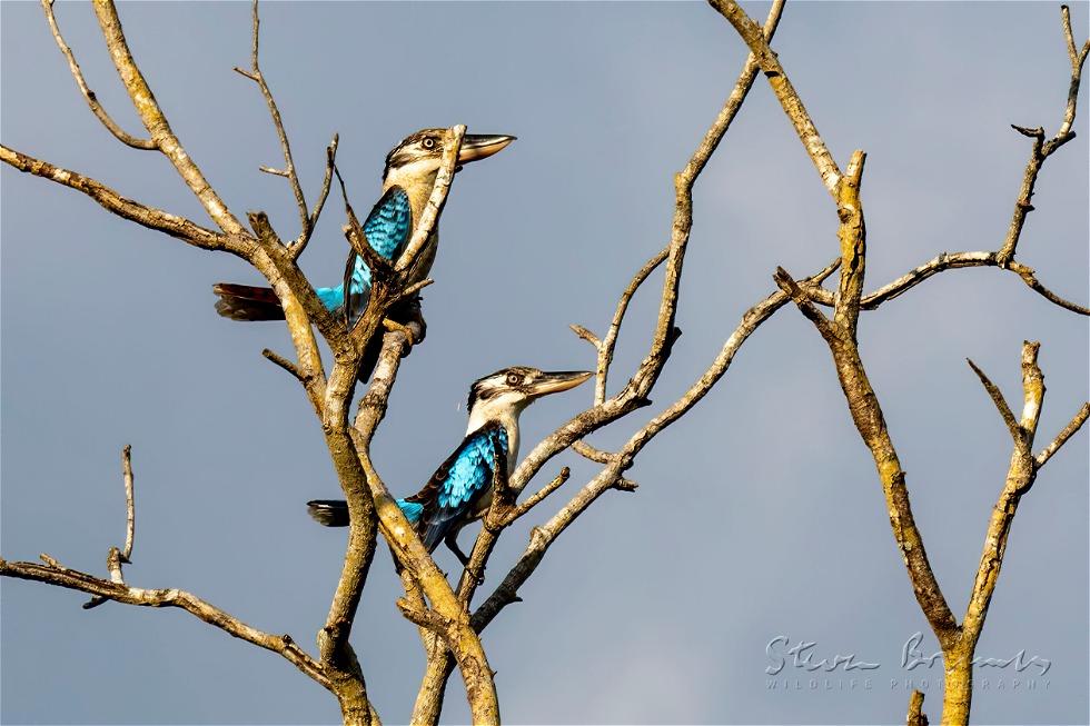 Blue-winged Kookaburra (Dacelo leachii)