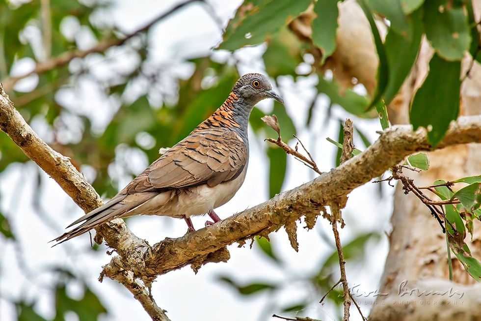 Bar-shouldered Dove (Geopelia humeralis)