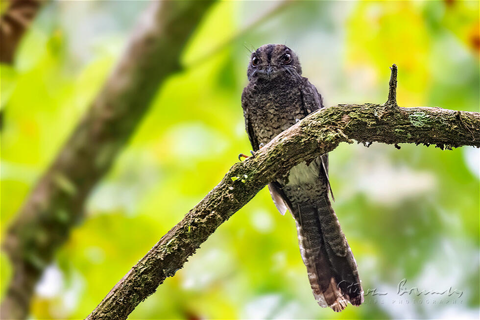Barred Owlet-nightjar (Aegotheles bennettii)